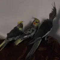 جوجه عروس هلندی