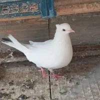 کبوتر به شرط