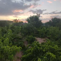 باغ میوه