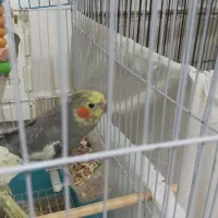 عروس هلندی نر