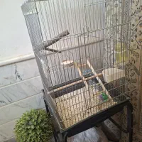 قفس کاسکویی