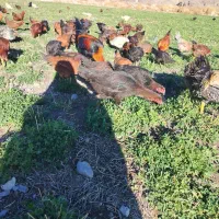 جوجه 6 ماه و 15 روز