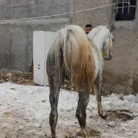 اسب عرب|اسب و تجهیزات اسب‌سواری|تهران, عباسی|دیوار