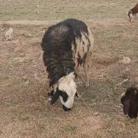 گوسفند|حیوانات مزرعه|هرسین, |دیوار