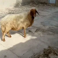 میش