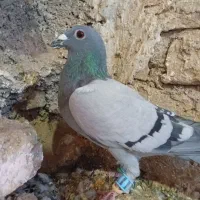 کفتر یا کبوتر