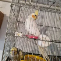 عروس هلندی