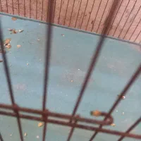 قناری باغی