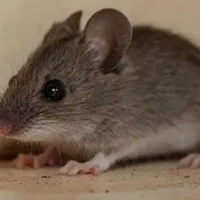 سم ارگانیک موش