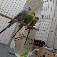 مرغ عشق انگلیسی