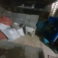 کهره نر