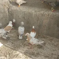 ۱۴ تا کفتر معاوضه