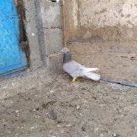 کفتر پرشی ضربه