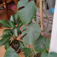 برگ انجیری|گل و گیاه طبیعی|مشهد, شهرآرا|دیوار