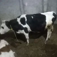 گاو آبستن ۴۵ روز مونده به زایمان|حیوانات مزرعه|نیر (اردبیل), |دیوار