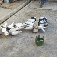 فروش تعدادی کفتر رنگی