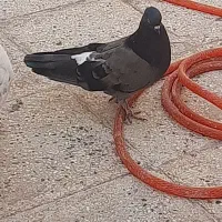 کبوتر گمشده