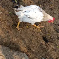 فروش خروس پنج ماهه|حیوانات مزرعه|املش, |دیوار