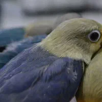 جوجه طوطی کوتوله برزیلی پاربلو