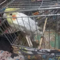 عروس هلندی|پرنده|سمیرم, |دیوار