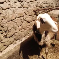 قوچ پلنگی|حیوانات مزرعه|صحنه, |دیوار