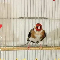 سهره دهندار