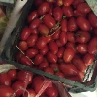 گوجه ربی