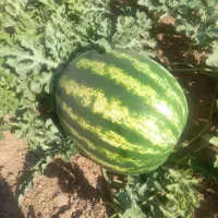 هندوانه درجه یک درشت