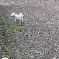 سگ نرماد|سگ|لنگرود, |دیوار