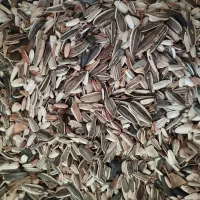 آفتابگردان درهم