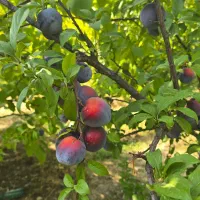 باغ یاسوج کوخدان