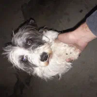 سگ ماده شیتزو