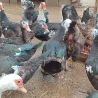 اردک اسرائیلی ماده|حیوانات مزرعه|آستانه اشرفیه, |دیوار