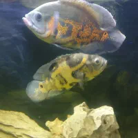اسکار تایگر