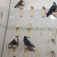 کبوتر|پرنده|خاش, |دیوار