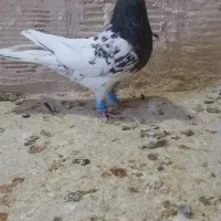 کله ماده|پرنده|اسفراین, |دیوار