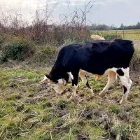 سه راس گاو نر|حیوانات مزرعه|سیاهکل, |دیوار