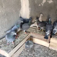 پلاکی اهوازی آلمانی|پرنده|مشهد, مهدی آباد|دیوار