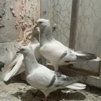 یه جفت کفتر  شامی دم سفید با جوجشون