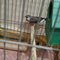 فنچ|پرنده|خمینیشهر, |دیوار