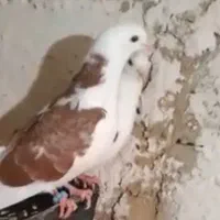 کبوتر