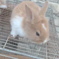 خرگوش باهوش