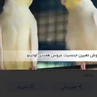 عروس هلندی لیتونی جوان