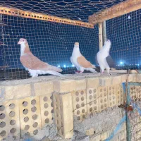 پرنده رنگی|پرنده|شهر ری, شهید بهشتی|دیوار