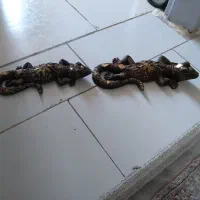 مجسمه سوسمار آویز