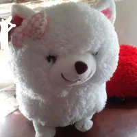 گربه.سگ.خرس.بع.بعی|اسباب‌‌بازی|مشهد, شهرک شهید باهنر|دیوار