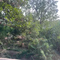 باغ میوه در تهران