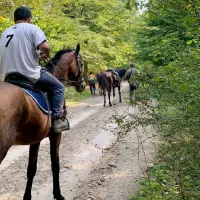 گردشگری|تور و چارتر|بابل, |دیوار