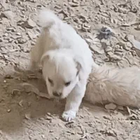 سلام طوله