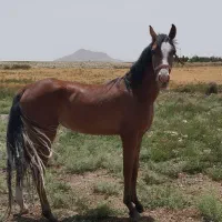 اسب کره مادیون سردم گیر